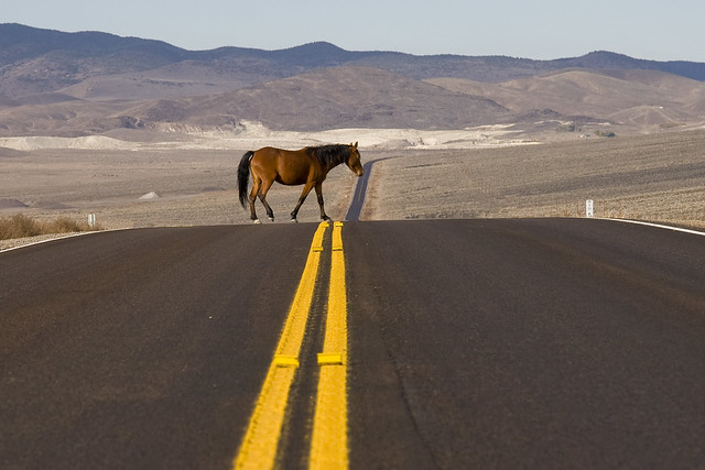Horse Xing ( free range horse wandering through the Nevada desert)