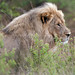 Etosha lion