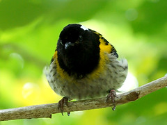 Notiomystidae - Stitchbird