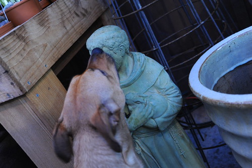 Rosie licking a statue of Saint Francis (holding a rabbit), Ravenna Gardens, University Village, Seattle, Washington, USA by Wonderlane