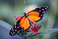 Hecale butterflies
