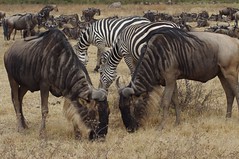 Common Zebras and Wildebeest