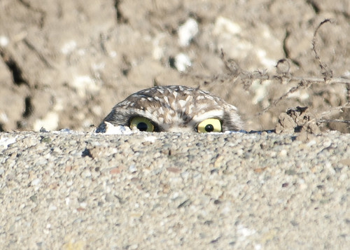 Burrowing Owl-peeking