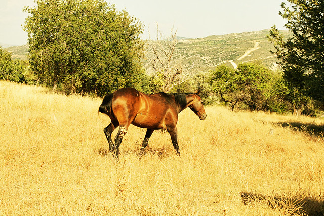 free roaming horse 