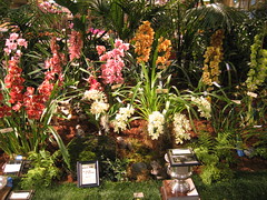 2011 Santa Barbara International Orchid Show