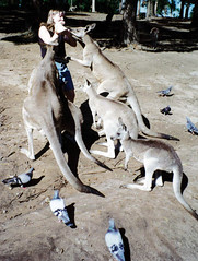 Ann and Kangaroos