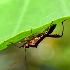 Alydidae
