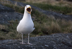 Svartbak (Great Black-backed Gull)