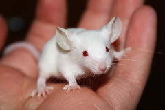white mouse in palm of hand