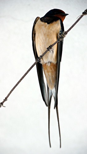 Swallow Front