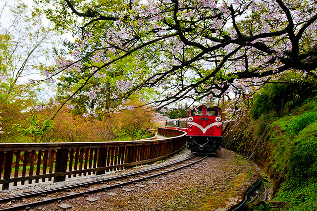 Alishan Forest Train under Cherry Blossoms 櫻花樹下的阿里山森林小火車