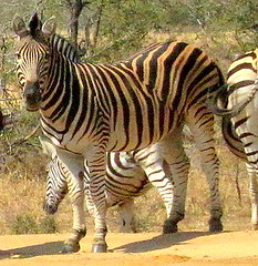 South Africa. Safari. Zebra 1
