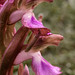 Orquídea silvestre (orchis collina)
