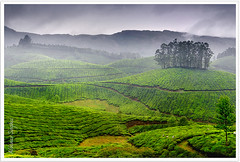 Kerala-God's Own Country 