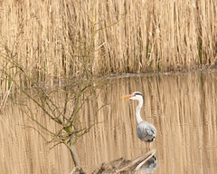 Attenborough Nature Reserve (March 2011)