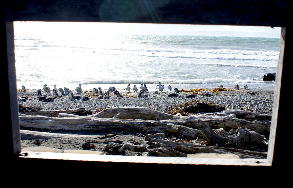 Pinguinera Seno Otway - Punta Arenas - Patagonia