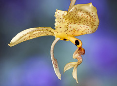 Orkidéer / Orchids