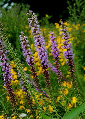Wildflowers, Prairie species 