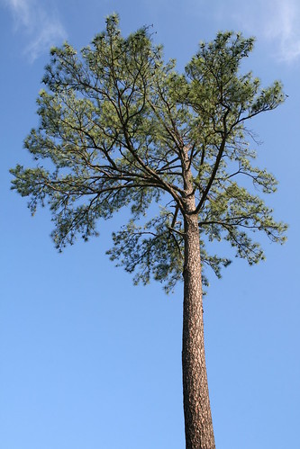 Loblolly by the-specious@flickr