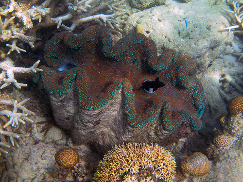 The wonderful undersea world of the reef
