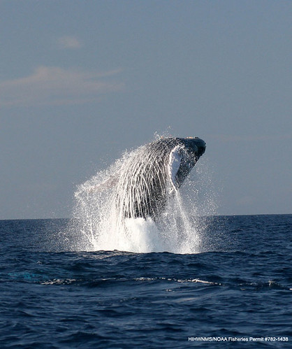 Whale Breach