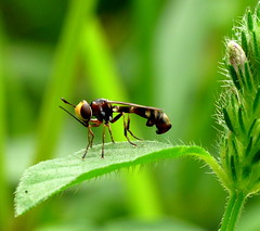 Thick-headed Flies / Conopidae
