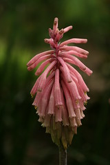 Velthemia species