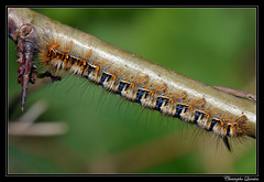 Lepidoptera/Lasiocampidae