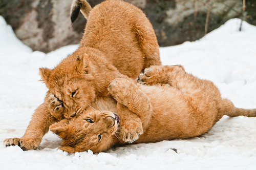 Cubs fighting in the snow - 無料写真検索fotoq