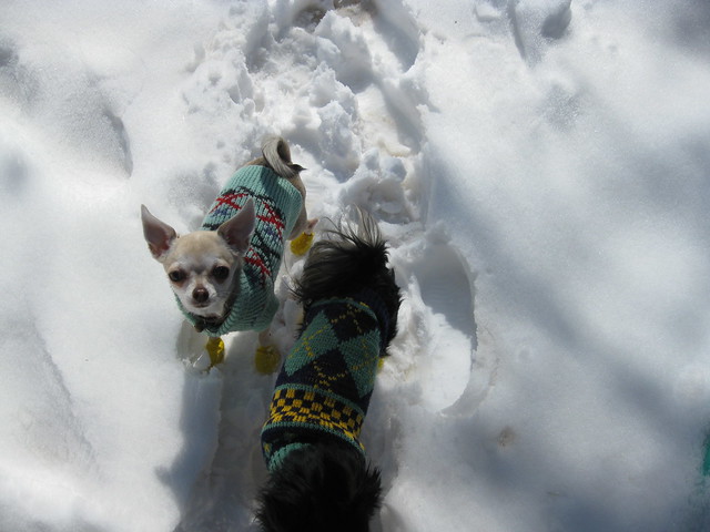 Itzl and Xoco - great snow explorers