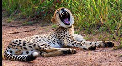 Cheetahs 2011