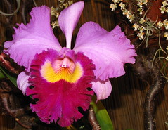 Orchids 2011