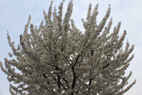 A Bee Magnet - Cherry Blossom in Brentham Garden Estate