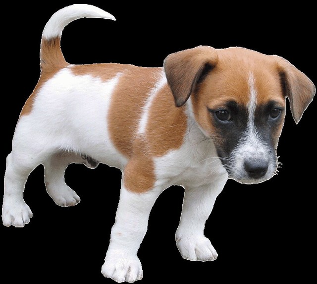 clip art jack russell dog - photo #11