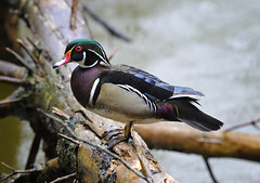 Reifel Migratory Bird Sanctuary, Canada