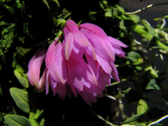 Dendrobium dichaeoides