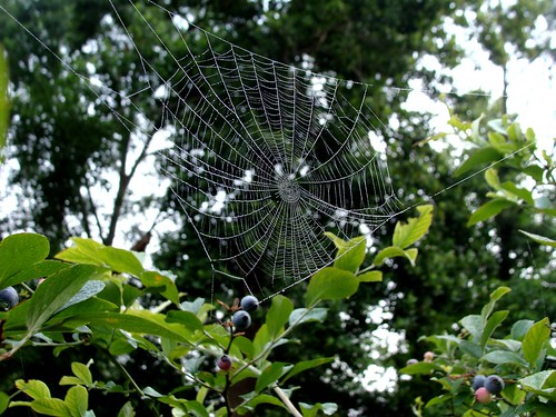 spider web with dew