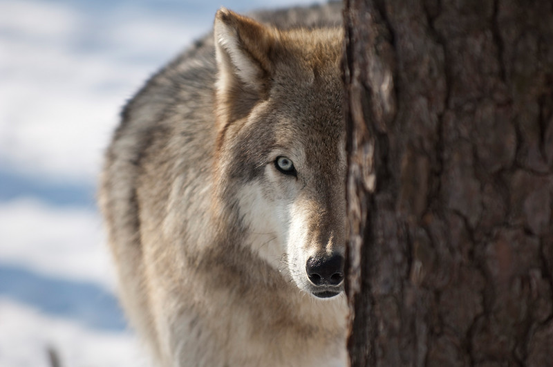 wolves lakota-012