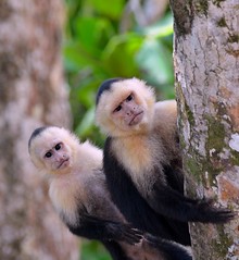 Primates of Costa Rica 2011