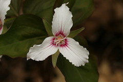 Trillium species