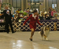 Last day of The Collie Club of America 125th National Specialty Show in Tulsa