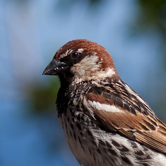 Tre Sparrow / Passer montanus / Skovspurv