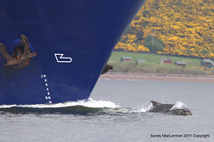 Moray Firth Dolphins 2011