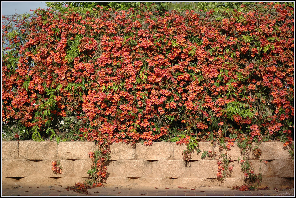 Bignonia capreolata, Crossvine, "Tangerine Beauty" variety. Photo by Eran Finkle