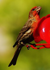 Male House Finch having some nectar.