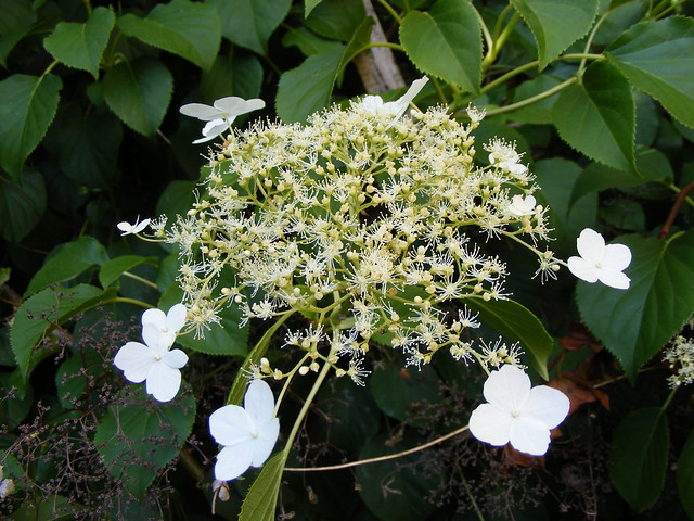 Hydrangea Petiolaris