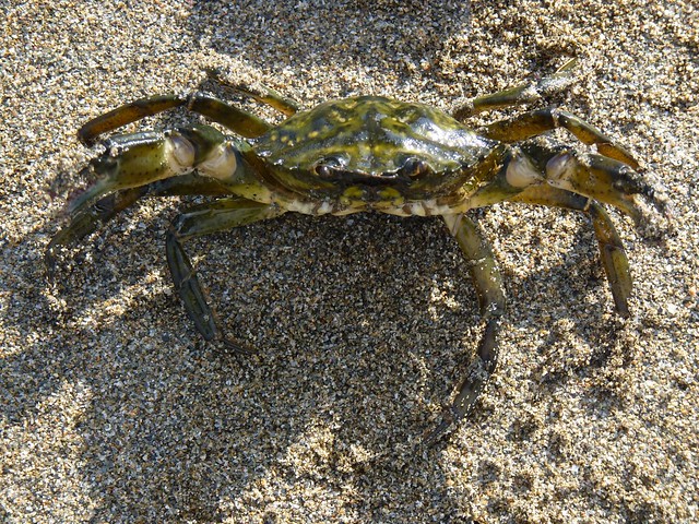 Brachyuran Crabs