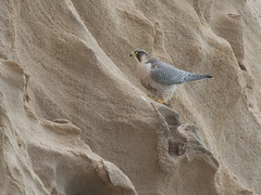 Berberfalk (Barbary Falcon)