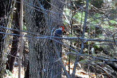2011-03-26 - Is That a Woodpecker?
