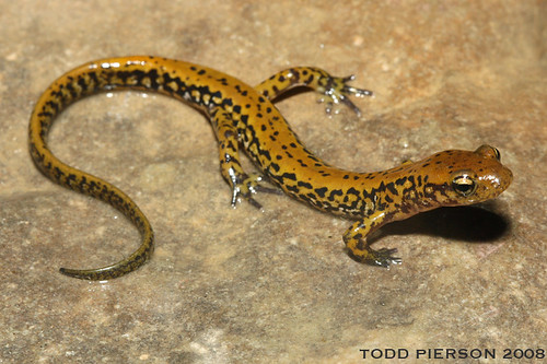 Eurycea longicauda longicauda: Long-Tailed Salamander